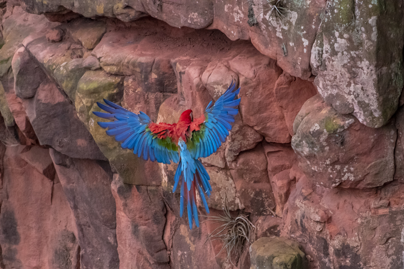 Bonito - Photo by Hudson Garcia (57)